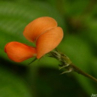 Tephrosia tinctoria (L.) Pers.